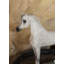 Arabian Pure Breed Figurine