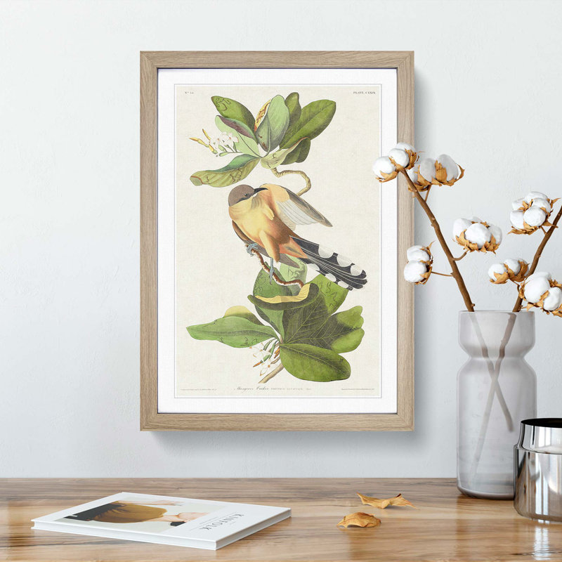 Mangrove Cuckoo by John Audubon - Picture Frame Painting Print, Oak Framed, 48cm H x 36cm W x 2cm D