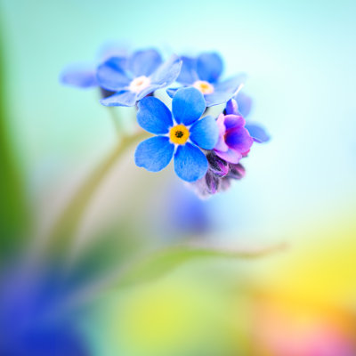 Forget Me Not by Borchee - No Frame Art Prints on Canvas