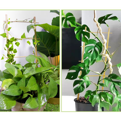 10Pack 16 Inch Bamboo Trellis
