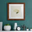 " Cornales Hydrangea II "-1692626668-1692626669-1692634648