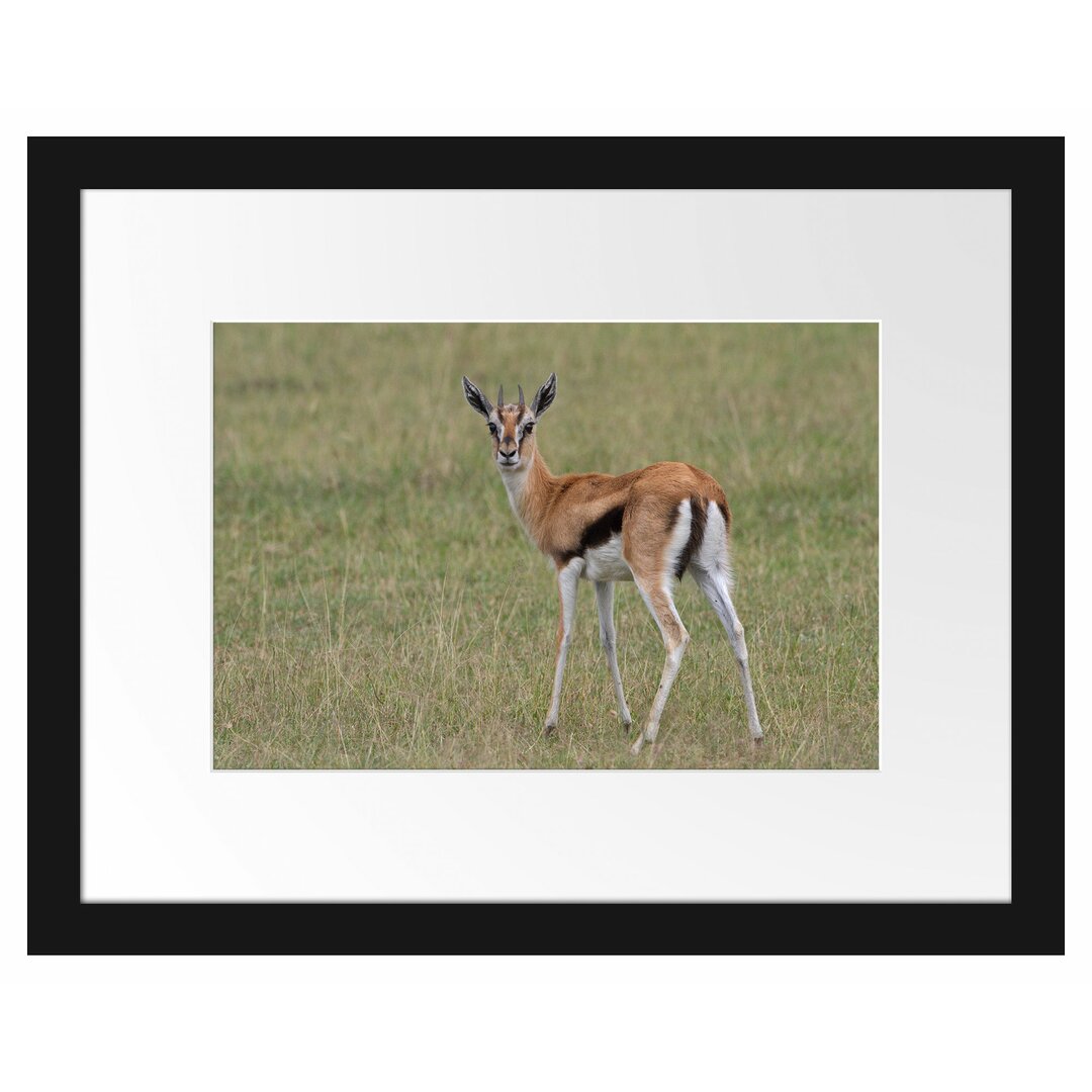 Gerahmtes Poster Prächtige Gazelle auf Wiese