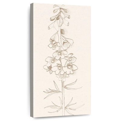 Delphinium I