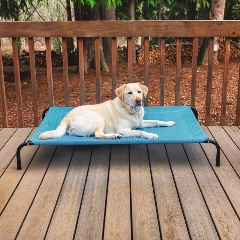 Elevated Cot Pet Bed, Blue, 8" H x 36" W x 54.5" D