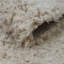 Hinde Montana Beige Rug-637103694