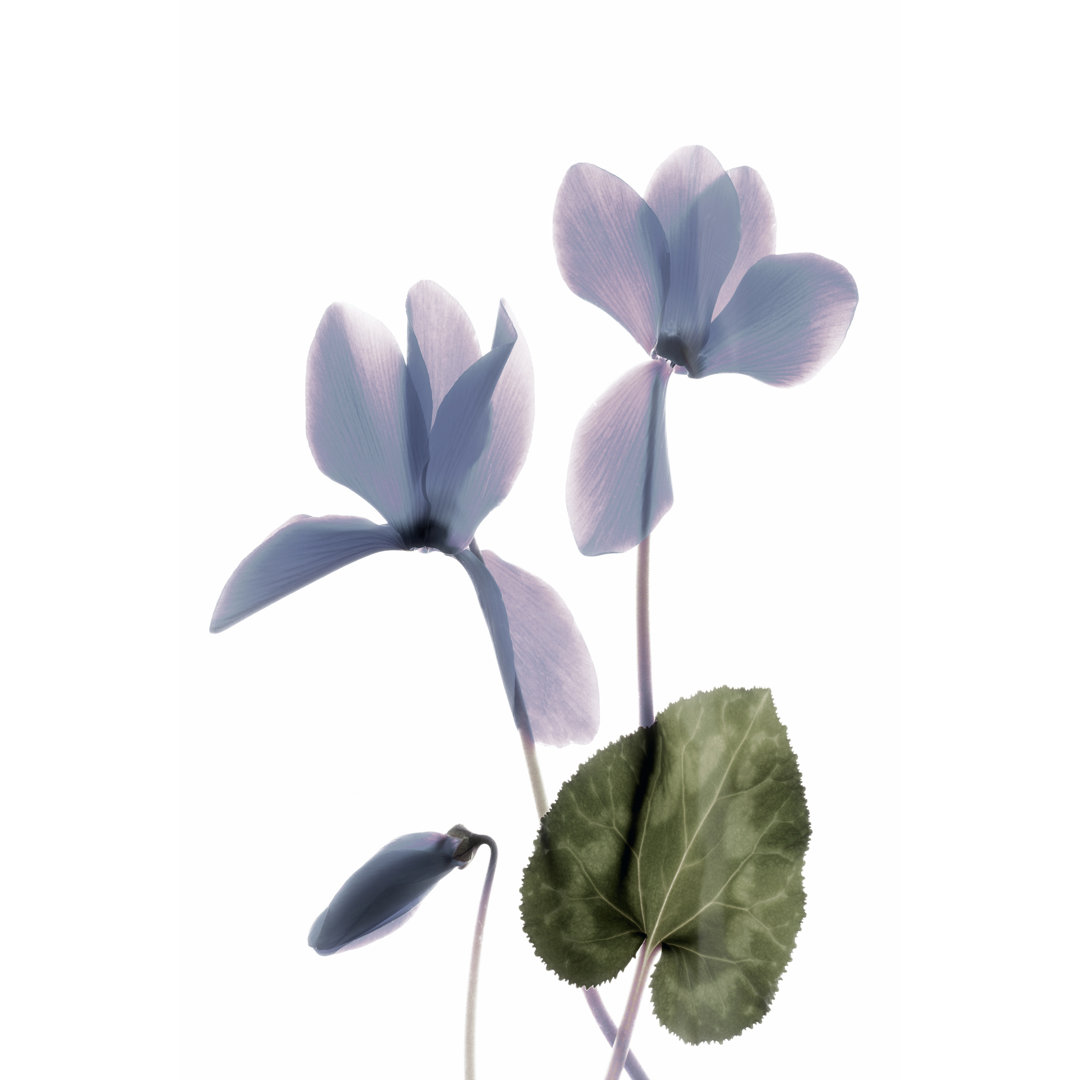 Leinwandbild Xray Cyclamen