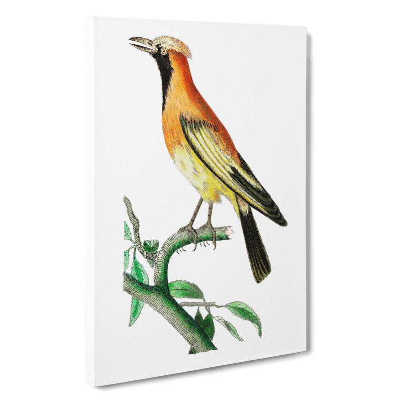 Orange Paradise Bird by George Shaw - Wrapped Canvas, 50cm H x 35cm W x 3cm D