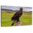 Brampt Eagle On Stone-108871946