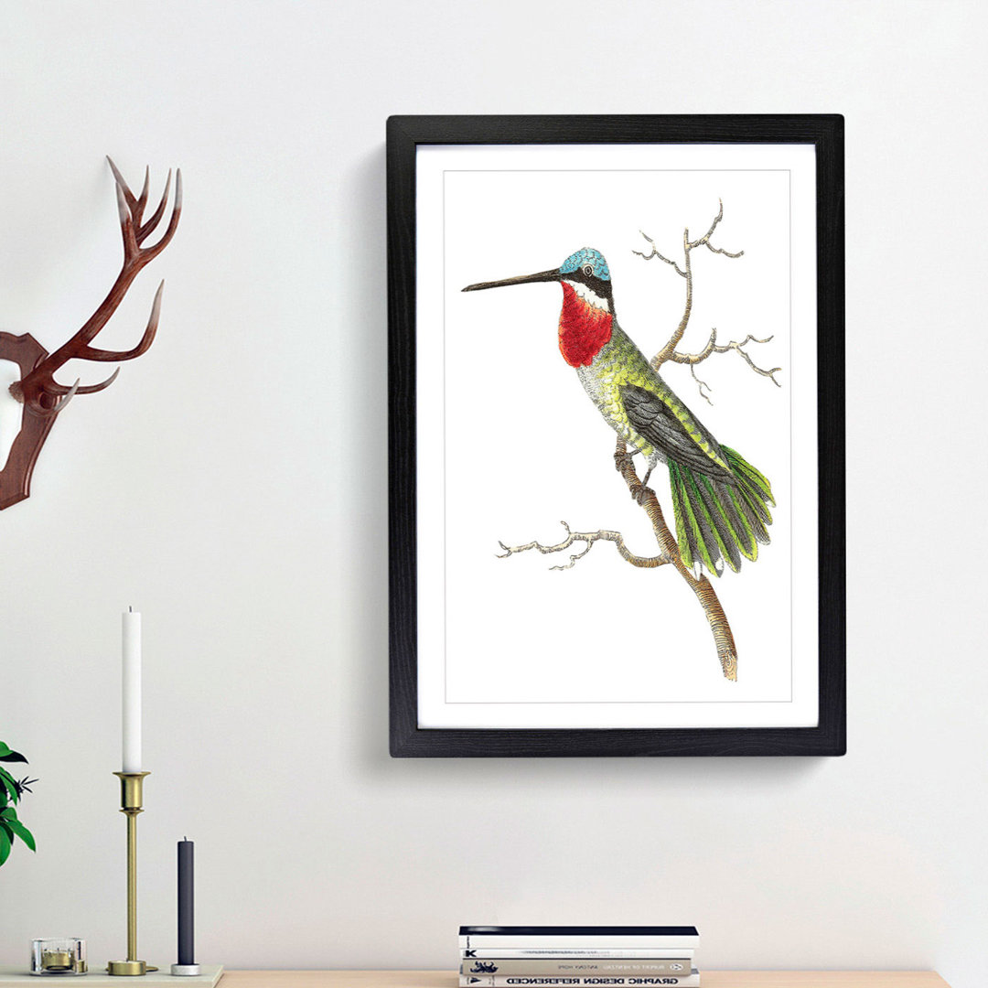 Stripe-Cheeked Hummingbird by George Shaw - Framed Print
