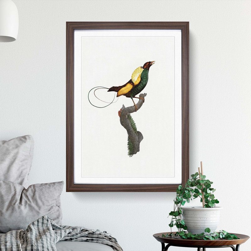 A Magnificent Bird Of Paradise by Jacques Barraband - Single Picture Frame Painting, 63cm H x 45cm W x 2cm D, Walnut Framed