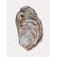 Oyster's Elegance Print-246814056-246814059-246814063