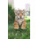 Animals Weather Resistant Water Resistant UV Resistant Polyresin Garden Statue