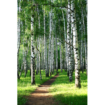 Pathway in the Summer Birch par Lenikovaleva - photographie sur toile tendue