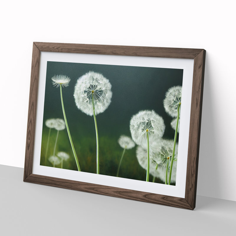 Mesmerising Dandelion Flowers - Single Picture Frame Print, 46cm H x 64cm W x 2cm D, Walnut