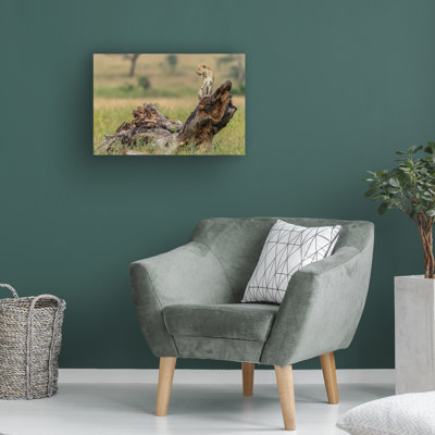 Bolog Giuseppe Damico  Leopard Serengeti Tanzania Canvas Art