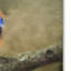 «Bluebird Portrait» de Vidur, impression sur toile tendue-22069175