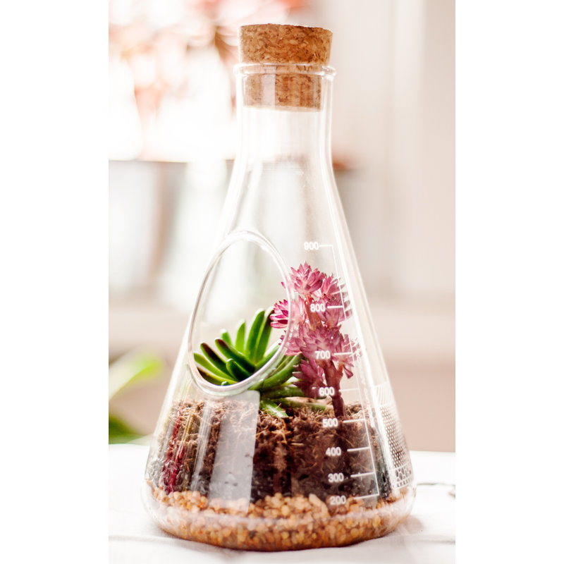 Sherly Glass Terrarium