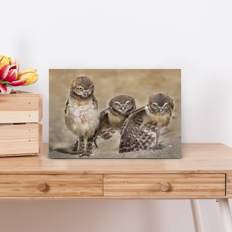 Three Glaring Owls Abstract Contemporary Bird Owl Forest Landscape Wall Art Print 1 Piece Wrapped Canvas Wall Art