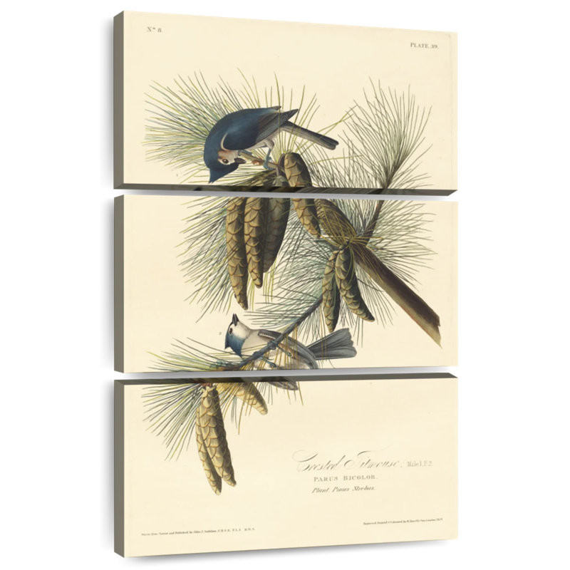 Brampt Crested Titmouse, 45" H x 28" W
