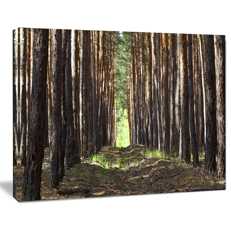«Even Rows of Pine Tree Forest», reproduction de photo sur toile, H 8 po x l 12 po