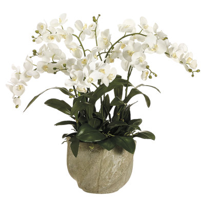 30H29W29"L PHALAE.ORCHID(P)WH