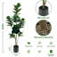 180cm Plant
