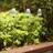 Low Voltage Solar Powered LED Pathway Light Pack