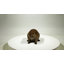 STATUE DE CUB AMERICAN BEAVER