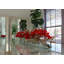 Driftwood Cymbidium Orchids Centerpiece in Glass Planter-1216674882-1216674883