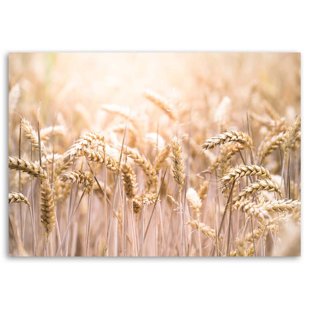 Leinwandbild Field Of Grain Ears Of Corn Nature