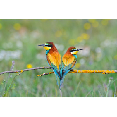 Bee-Eaters - Photographie sur toile tendue