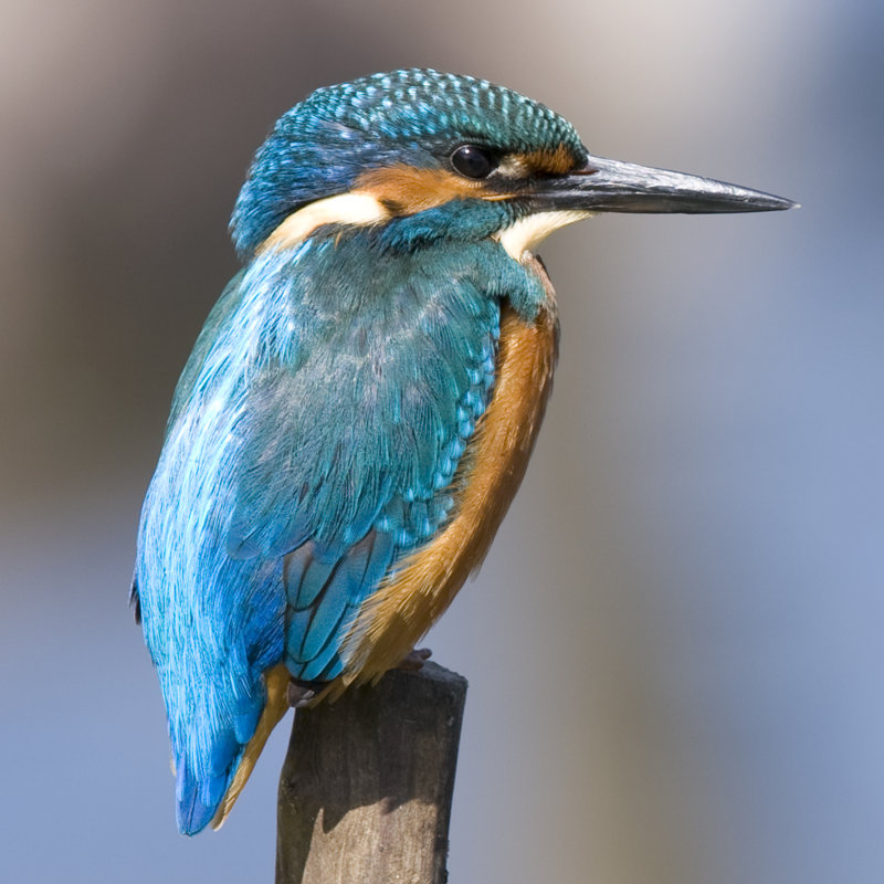Kingfisher by Andrew_Howe - Wrapped Canvas Print, 122cm H x 122cm W x 3.8cm D