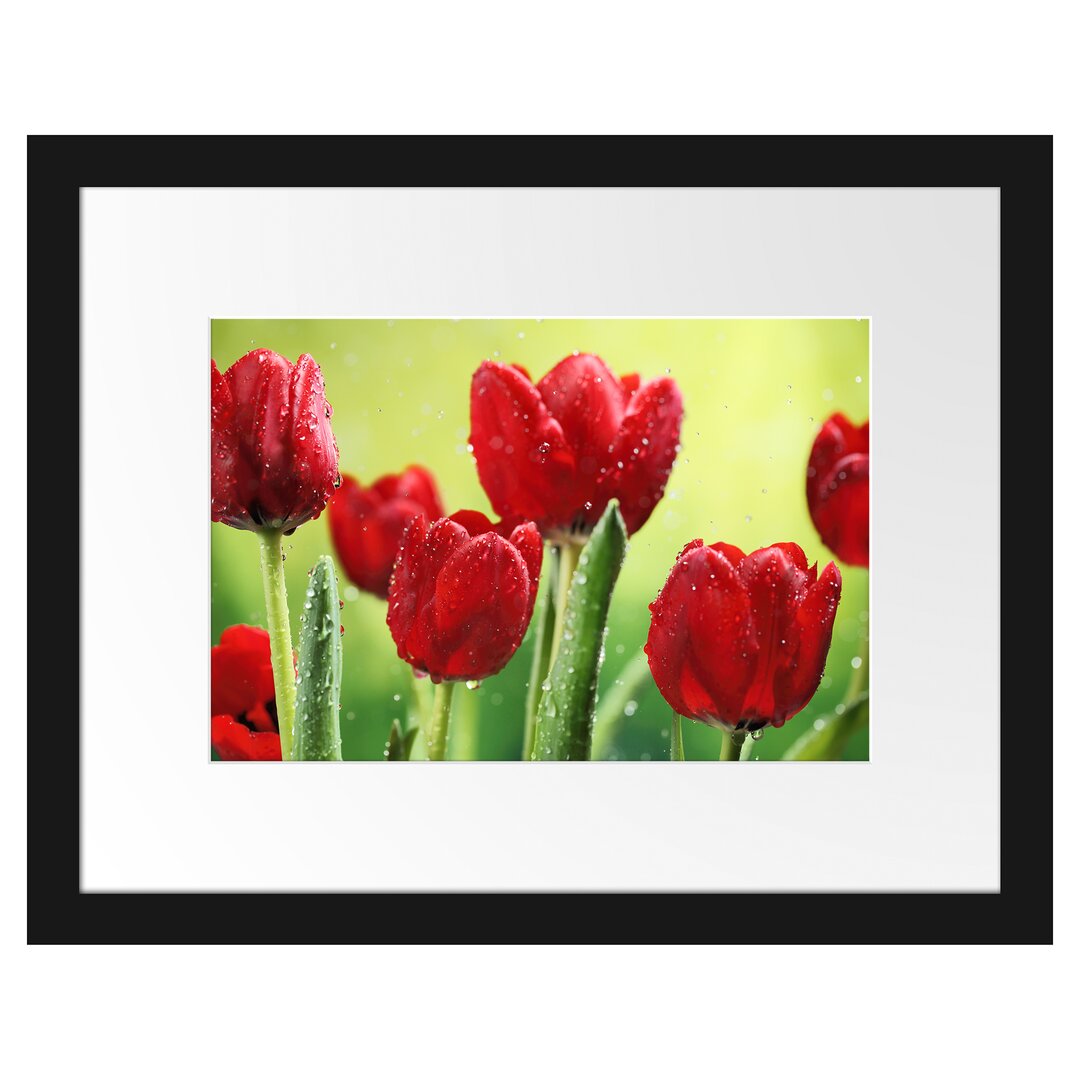 Gerahmtes Poster Rote Tulpen mit Tropfen bedeckt