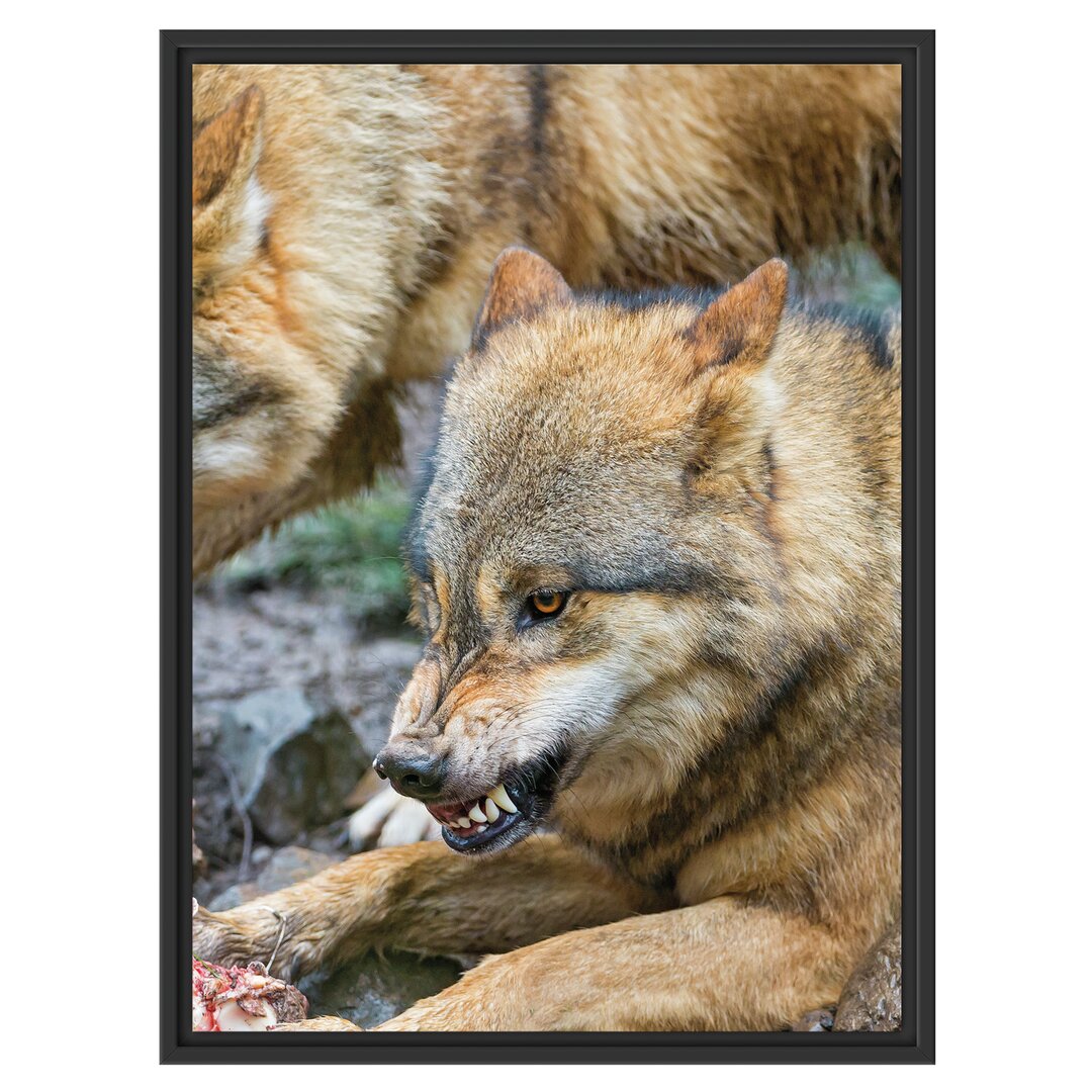 Gerahmtes Wandbild Wölfe beim Fressen