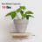 Ottava Square Solid Wood Floating Shelf-1699219873