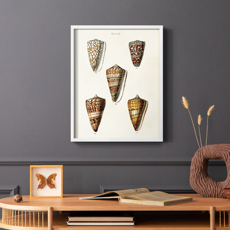 Impression encadrée «Cone Shell Collection II» - bois massif, H 10 po x l 8 po, Cadre simple blanc