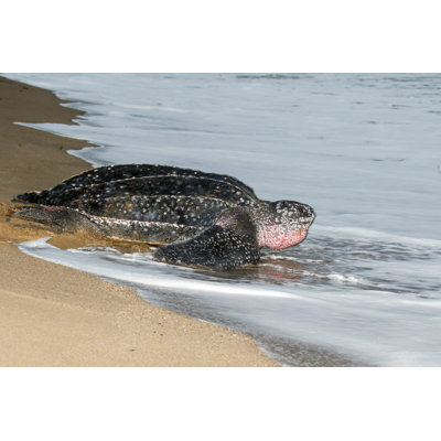 Tortue luth