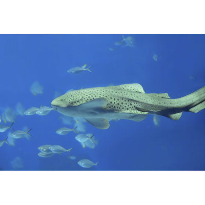 Zebra Shark by Kjorgen - Wrapped Canvas Print