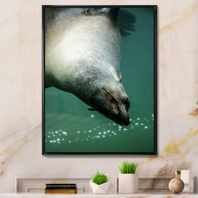 Seal In Water " Seal In Water "