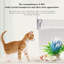 Small Animal