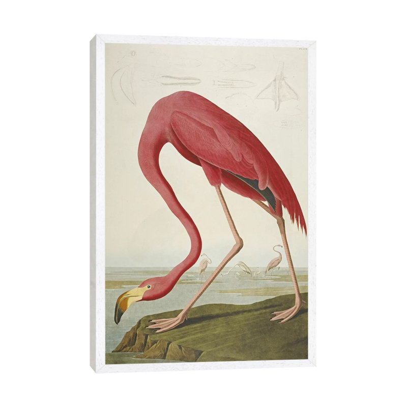 American Flamingo by John Audubon - Floater Frame Painting on Canvas, White Framed, 101.6 cm H x 66.04 cm W