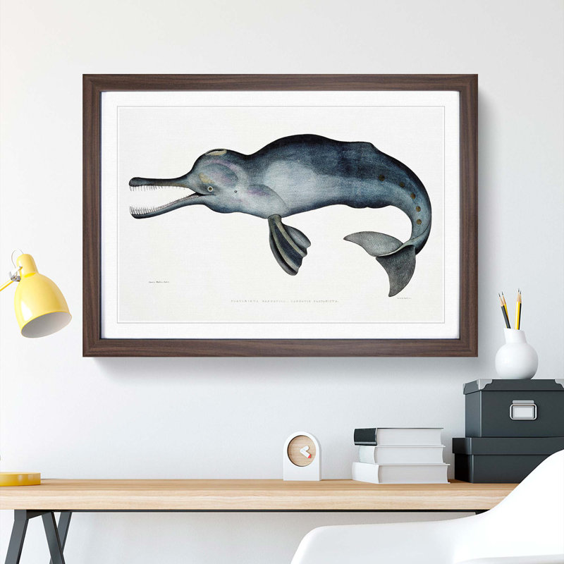 River Dolphin by John Edward Gray - Picture Frame Painting Print, Walnut Framed, 27cm H x 36cm W x 2cm D