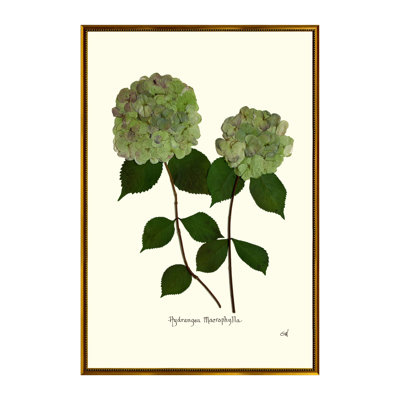 Double Green Hydrangea Print by Sandy Whitaker