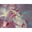 Romance by Fanyu Lin - 2 Piece Wrapped Canvas Painting