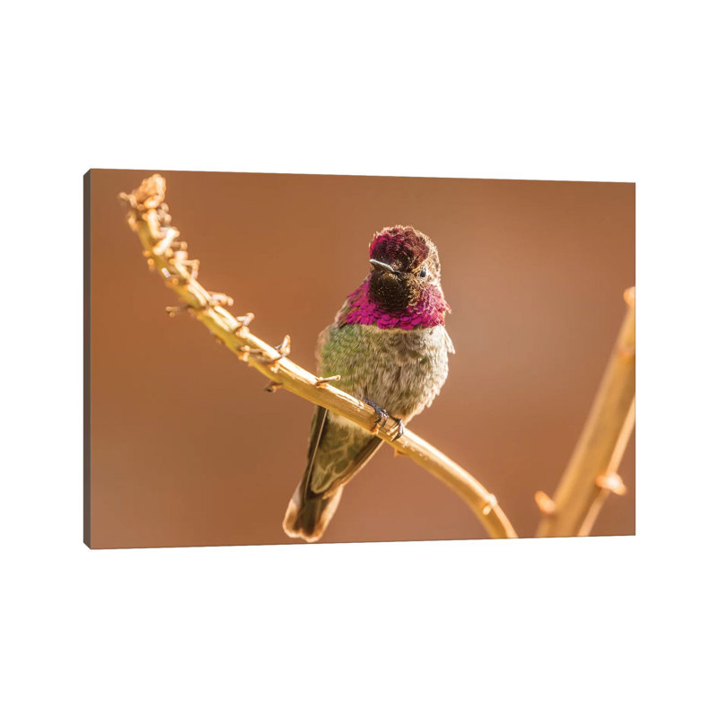 USA, Arizona, Arizona-Sonora Desert Museum. Male Anna's Hummingbird Displaying. by Jaynes Gallery - Wrapped Canvas Print