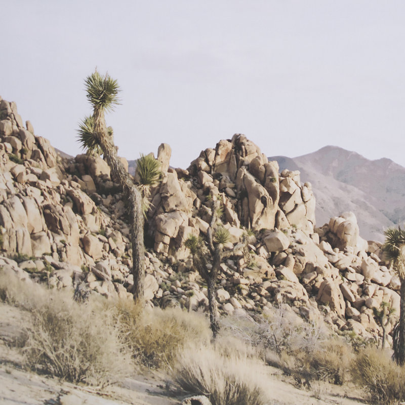 Joshua Tree 3 by THE Studio a Framed Art Print Matted under Glass