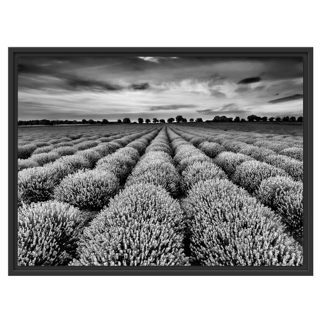 Gerahmtes Wandbild WunderschÃ¶ne Lavendel Provence