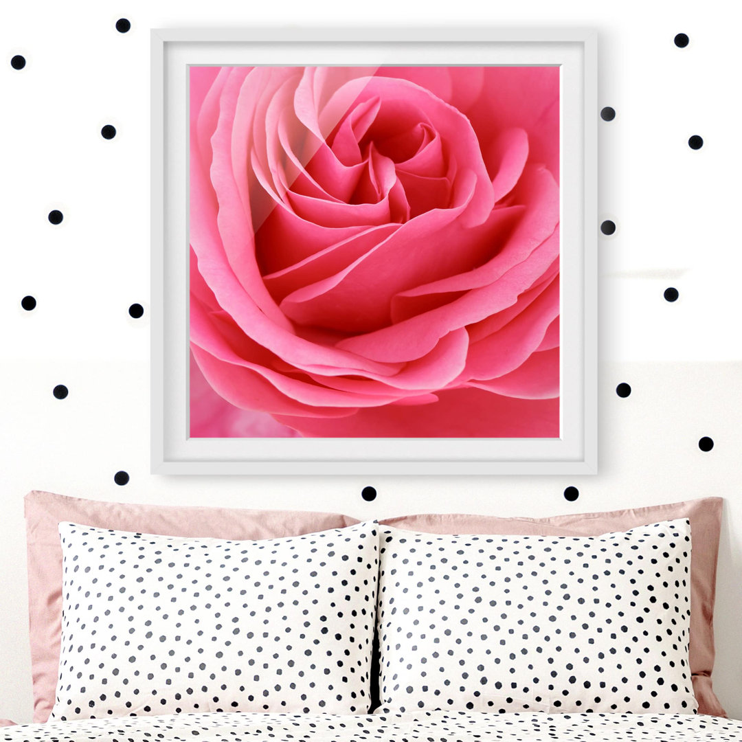 Gerahmter Fotodruck Funny Pink Rose