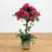 Bougainvillea Topiary with Wood Planter