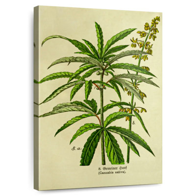 Senne Victorian Style Cannabis